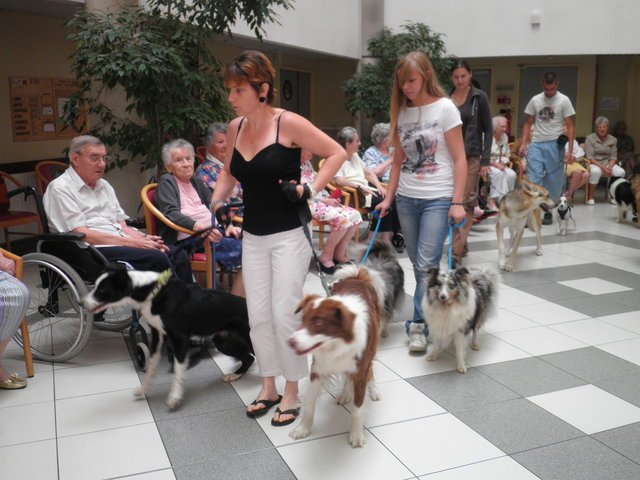 chien visiteur